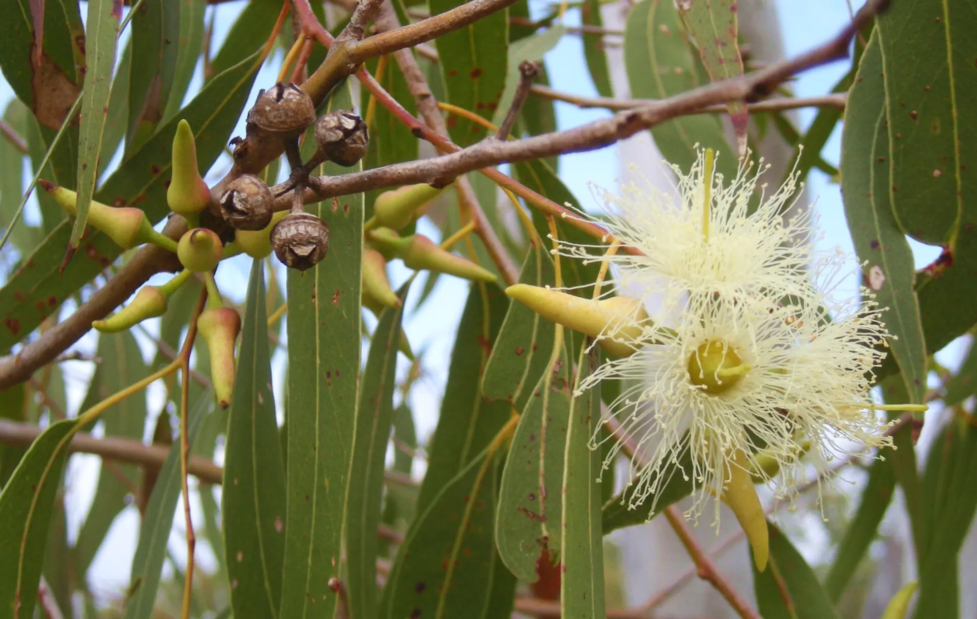 Indigenous Family History Research Opportunity 29 Jan to 7 Feb 2025